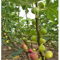 廣東無花果苗|肇慶無花果苗|清遠無花果苗