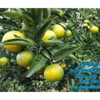 寧德由良柑橘種苗_崗峰農場誠信敬業_由良柑橘種苗出售