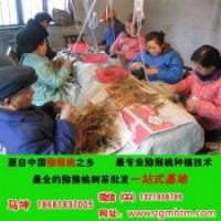獼猴桃樹(shù)苗批發(fā)價(jià)格、獼猴桃樹(shù)、坤威獼猴桃苗(多圖)