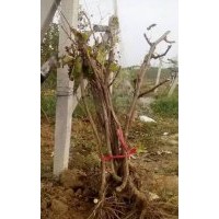 低價供應：各種品種的，葡萄樹，葡萄苗