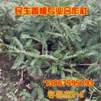 供應用于種植的優質 香榧苗 常年供應 送貨上門