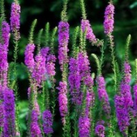 草花批發、草花、山一花卉苗木(查看)