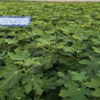 無花果苗批發_金華無花果苗_小葉無花果值得信賴(圖)