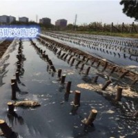 無花果苗批發價、浙江無花果苗、小葉無花果給您專業的技術