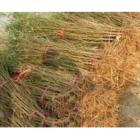 桃樹苗 桃樹苗價格 山桃樹苗