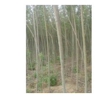 占地樹處理-櫻桃樹，山楂樹，梨樹速生楊