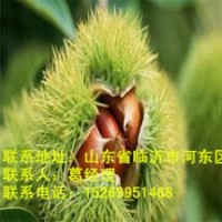臨沭板栗苗供應，板栗苗價格，板栗苗批發