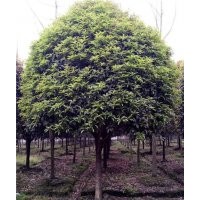 黔東南櫻花樹,青峰園林專業批發水杉,櫻花樹價格