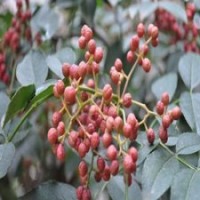供應大紅袍花椒苗