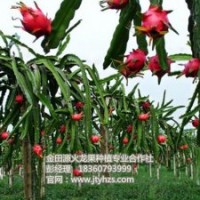 金田源火龍果苗頗享盛譽_火龍果苗_火龍果苗批發價