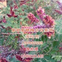紫林種植苗木價格低|紫穗槐|批發紫穗槐小苗