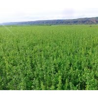 長(zhǎng)期供應(yīng)大量蘋果苗木