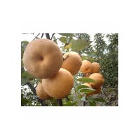 金秋香梨苗，晚秋黃梨苗，愛宕梨苗，