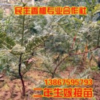 優質香榧苗木