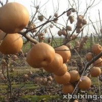 苗木供應(yīng)商，供梨苗，晚秋黃梨苗，金秋香梨苗