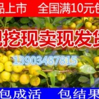 中華鈣果苗價格 中華鈣果苗報價 中華鈣果苗批發 山西中華鈣果苗