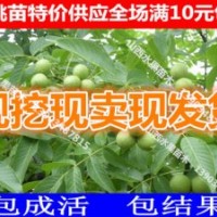 山西核桃樹苗 核桃苗報價 核桃苗最新價格 成品嫁接核桃苗