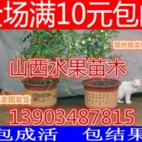 山西棗樹苗價格 棗樹苗批發報價 冬棗 俊棗
