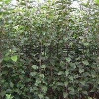 長期供應山楂苗大量 批發2——25公分山楂樹苗質優價廉占地苗