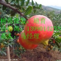 紅如意軟籽石榴，突尼斯軟籽石榴，大紅甜石榴