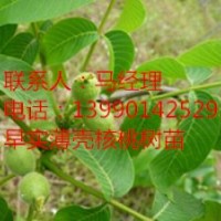 樂山優良核桃苗，樂山薄殼核桃苗價格，川早2號核桃苗批發