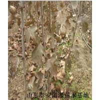 優(yōu)質山楂苗價格，山東山楂苗供應商，山楂苗基地