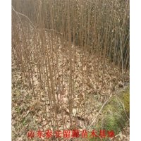 山東柿子苗供應商，優(yōu)質柿子苗價格，柿子苗基地