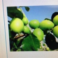 供應臺灣（高朗1號）大青棗苗