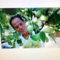 供應臺灣（青花梨）苗