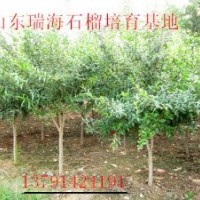 出售石榴樹苗#批發石榴樹#供應石榴盆景