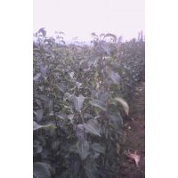 哪里有梨樹苗產地？山西梨樹苗圖片