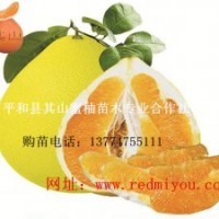 紅肉蜜柚苗批發