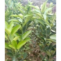 供應鹿寨無核蜜橙桂橙一號優(yōu)質(zhì)果苗