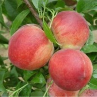 桃苗、極晚熟桃苗。臨沂迎霜紅桃苗