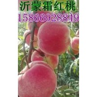 沂蒙霜紅桃 沂蒙霜紅桃價格 沂蒙霜紅桃批發