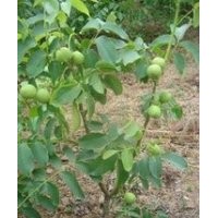 供應(yīng)：核桃苗，薄皮核桃苗，占地核桃苗