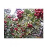 供應山楂，花椒，白皮松，油松價格