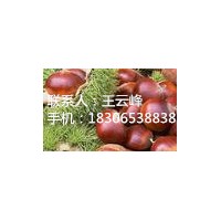 臨沂板栗苗基地：大紅袍板栗苗、寶元板栗苗、中華栗王板栗苗