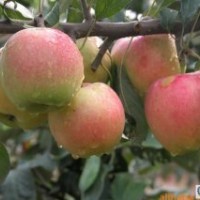 矮化蘋果苗 矮化蘋果苗批發 矮化蘋果苗基地