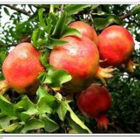 臨沂石榴苗供應(yīng)，石榴苗價格，如意軟籽石榴等