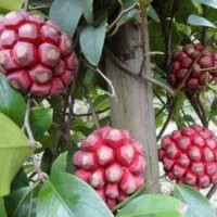 出售布福娜菠蘿葡萄苗每畝收入4-15萬元及紅、紫心火龍果苗（