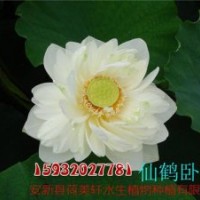 荷花、荷美軒(在線咨詢)、荷花苗價(jià)格