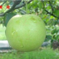梨苗出售、麻城梨苗、湖北早熟梨苗(多圖)