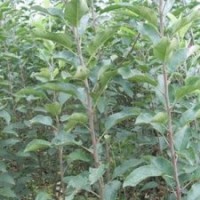 供應(yīng)蘋果苗矮化蘋果苗蘋果苗價(jià)格