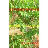 石柱8518核桃苗基地 石柱8518核桃苗價格 石柱8518核桃苗供應