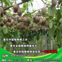 獼猴桃樹(shù)種植技術(shù)_獼猴桃樹(shù)_坤威獼猴桃苗(查看)