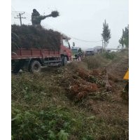 低價供應：鈣果苗(歐麗，文冠果（木瓜），杜梨苗（唐麗）
