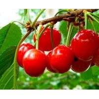 山東泰安0.5-1公分櫻桃小苗價(jià)格