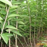 棗樹苗、蘋果苗、櫻桃苗、鈣果苗