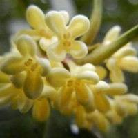 桂花小苗報價_奉節縣桂花小苗_莎莎園藝(圖)